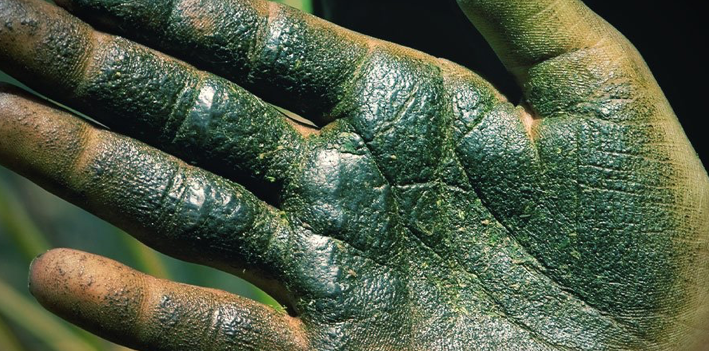 Green-Badger | Finger Hash